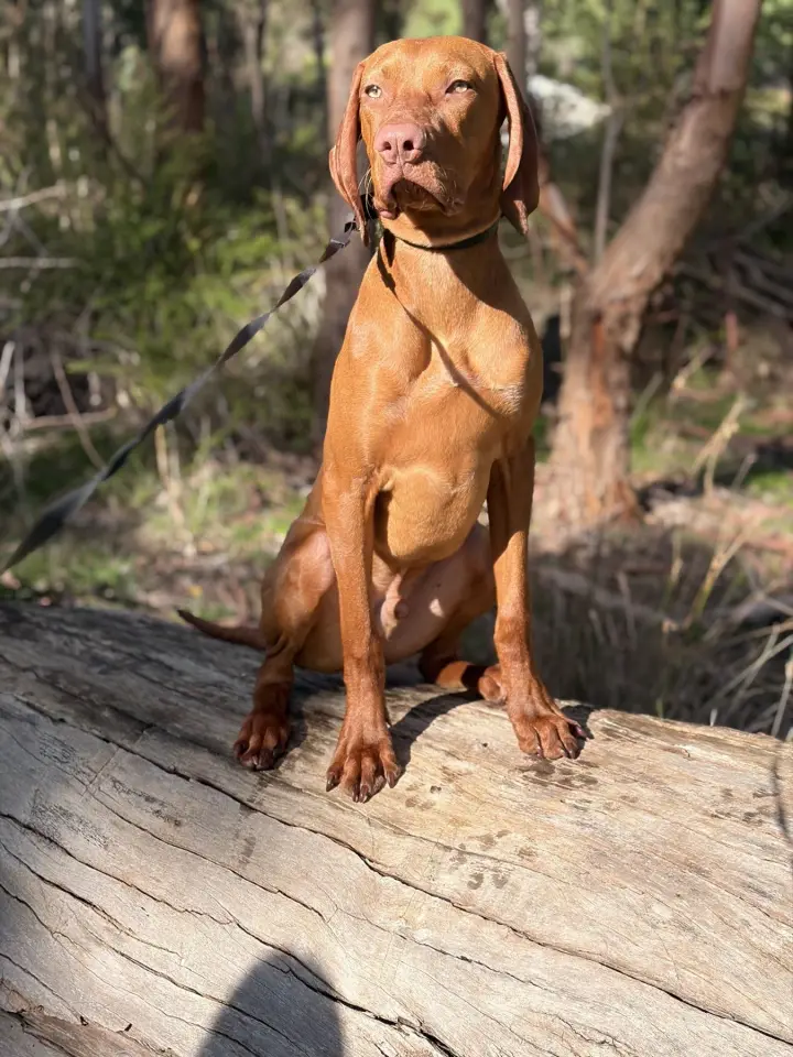 Henry the Vizsla